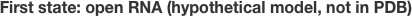 First state: open RNA (hypothetical