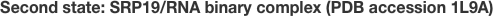 Second state: SRP19/RNA binary complex