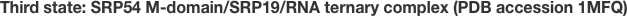 Third state: SRP54 M-domain/SRP19/RNA ternary