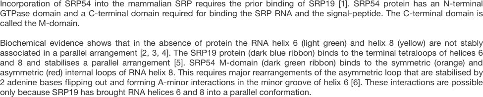 Incorporation of SRP54 into the